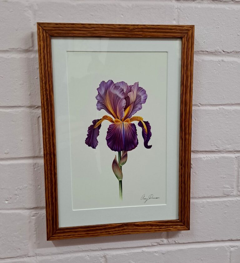 Oak stain picture frame. Artwork by Amy Duncan printed on Canson Rag Photographique 310gsm paper.